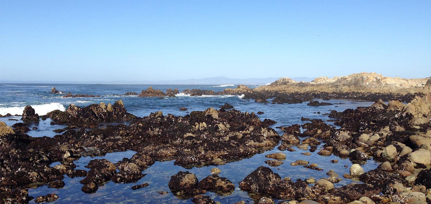 Ymchwil newydd yn datgelu sbardunau amgylcheddol cymhlethdod ecolegol mewn cymunedau rhynglanwol morol