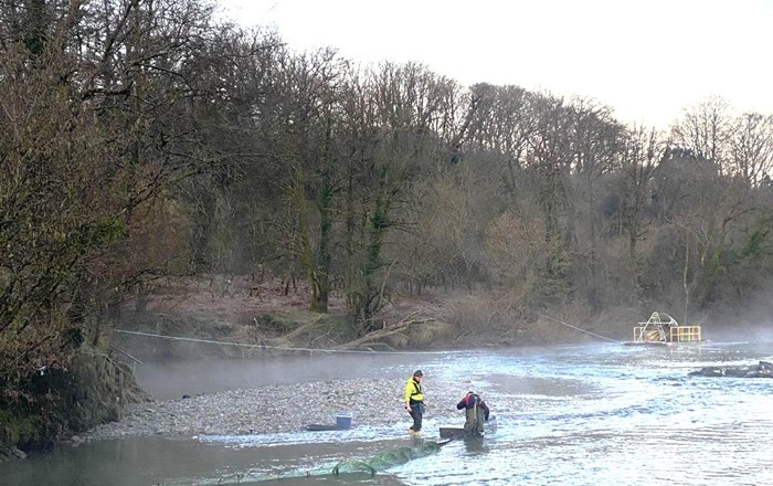 Two people in waders standing in the shallows of a river checking nets.